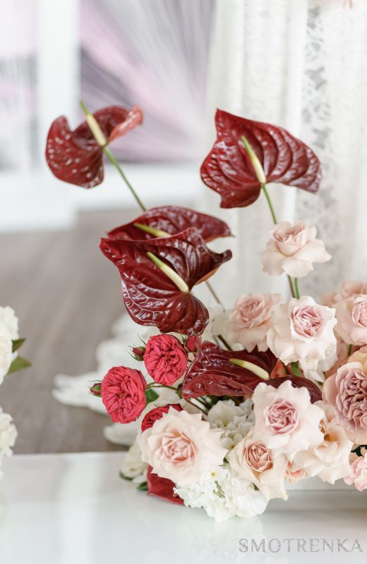 Sweet William