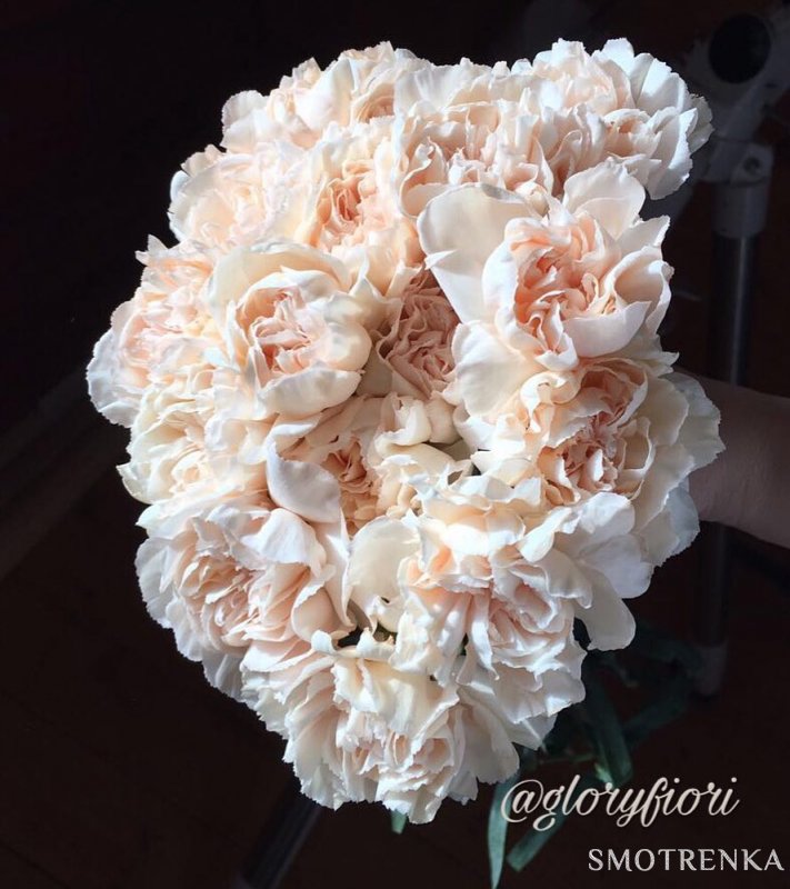 Gloryfiori