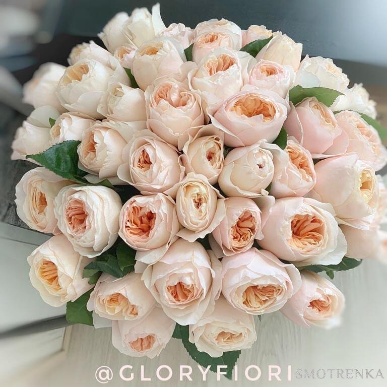Gloryfiori